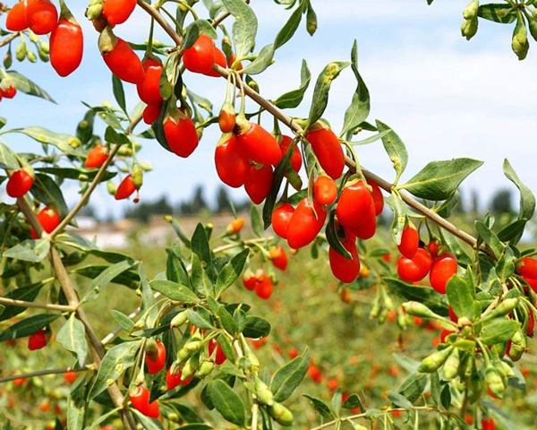 Hoe kun je Goji-bessen in je tuin laten groeien?