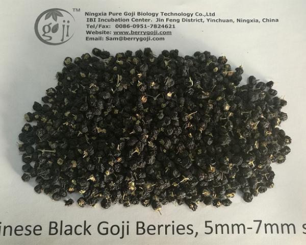 Black Goji Berry Buah Ajaib